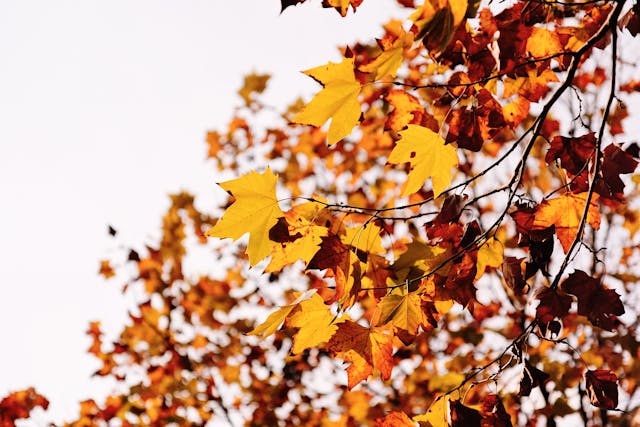 A tree in the fall